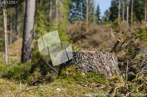 Image of Spruce tree stump in a bright sunlit coniferous forest