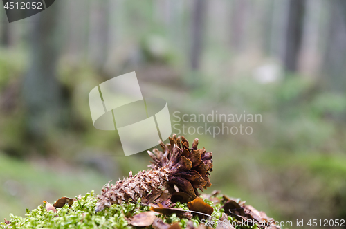 Image of Spruce cone in the forest eaten by a squirrel