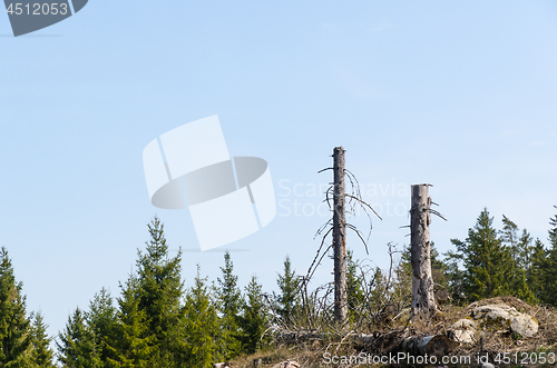 Image of Standing high tree stumps in a clear cut forest area