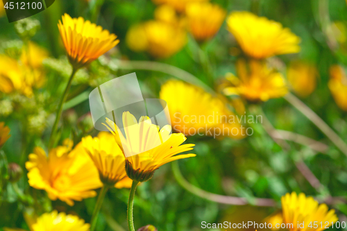 Image of Green field with yellow spring flowers. 