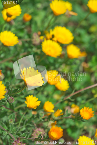 Image of Green field with yellow spring flowers.