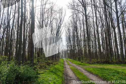 Image of Country road through an elm tree forest with tall bare trees