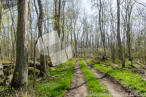 Image of Colorful country road through a bright forest by springtime