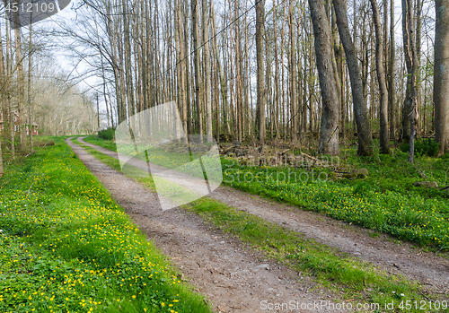Image of Beautiful country road through a decduous forest by springtime