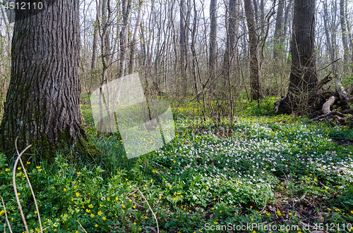 Image of Blossom wood anemones on the ground in a forest