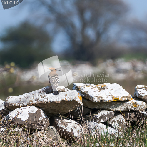 Image of Eurasian Hoopoe rare bird sitting on a dry stone wall