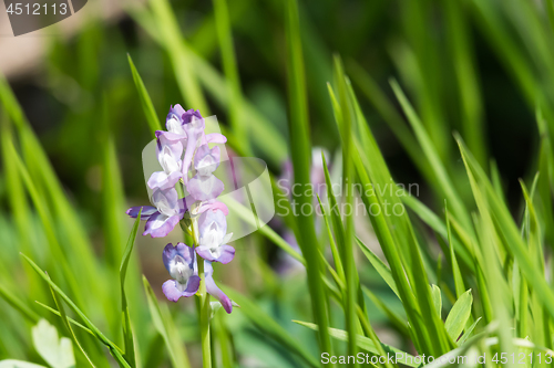 Image of Purple Holow Root flower closeup in the green grass by springtim