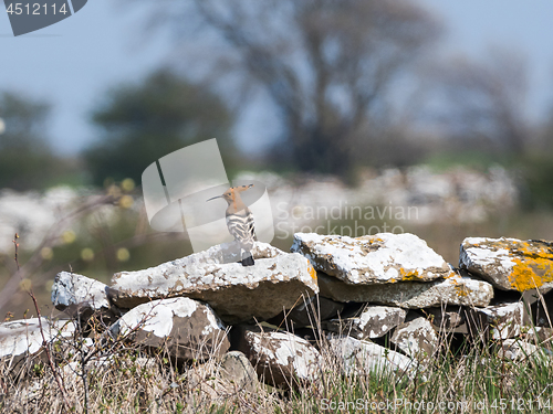 Image of Eurasian Hoopoe rare bird visiting the swedish island Oland