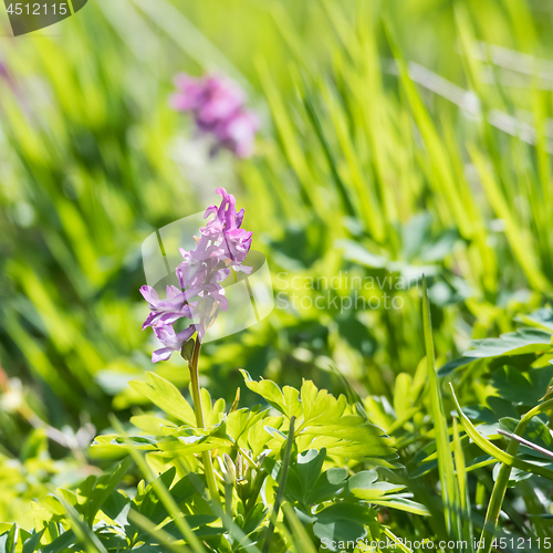 Image of Blossom Hollow Root flower closeup in a bright greenery by sprin