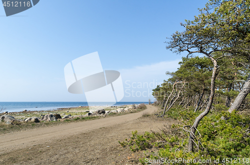 Image of Winding country road by seaside with windswept trees