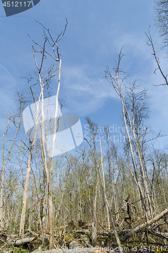 Image of Elm trees damaged by the dutch elm disease in a bright swedish f