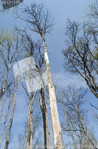 Image of Damaged elm trees by dutch elm disease