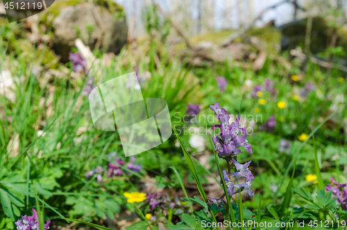 Image of Blossom forest ground with purple Hollow Root flowers