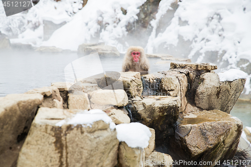 Image of japanese macaque or snow monkey in hot spring