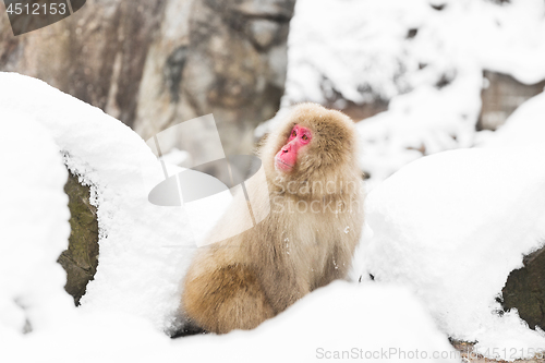 Image of japanese macaque in snow at jigokudan monkey park