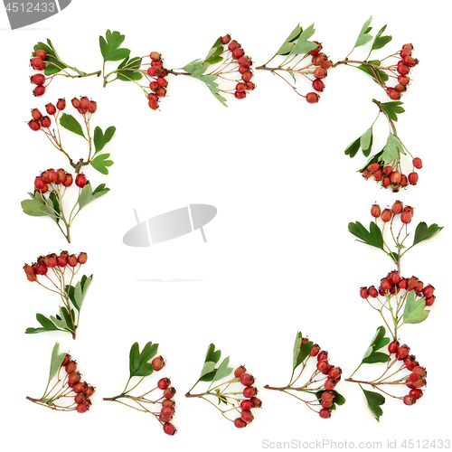 Image of Hawthorn Berry Border