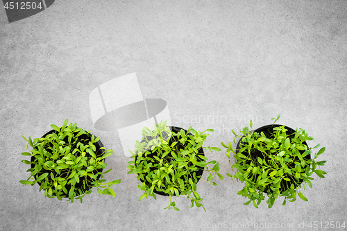 Image of Pots with young cilantro herbs on concrete background