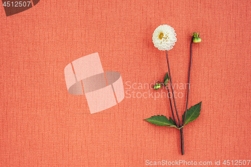 Image of White dahlia on peach colored canvas with copy space