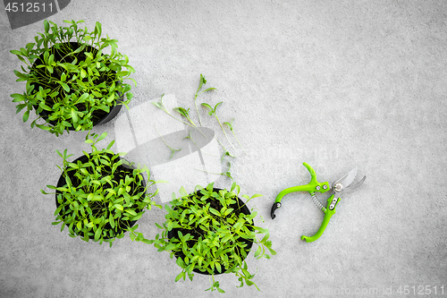 Image of Potted cilantro herbs and garden clippers
