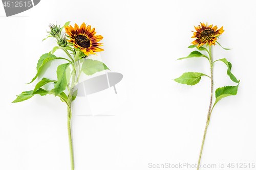 Image of Two sunflowers on white background