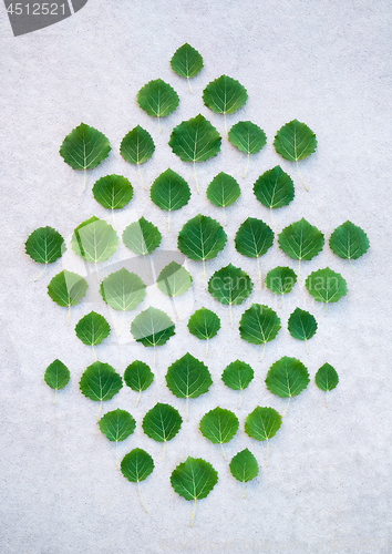 Image of Green leaves on gray concrete background