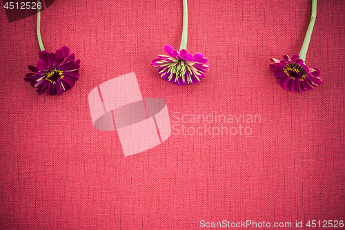 Image of Three zinnias on deep red canvas with copy space