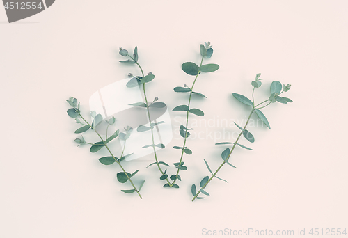 Image of Four eucalyptus branches on pastel background