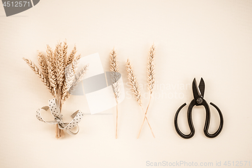 Image of Scissors and wheat ears on canvas background