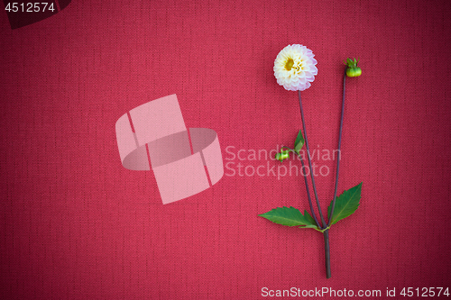 Image of White dahlia on deep red canvas with copy space