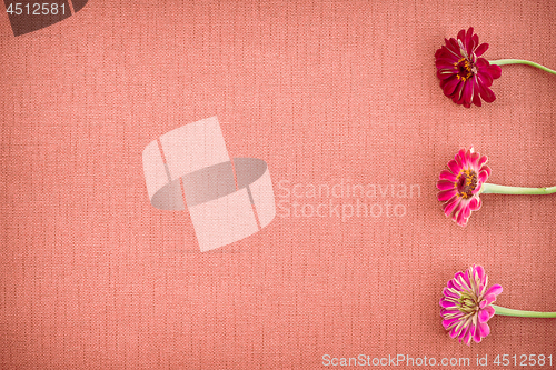 Image of Blooming zinnias on coral colored canvas with copy space