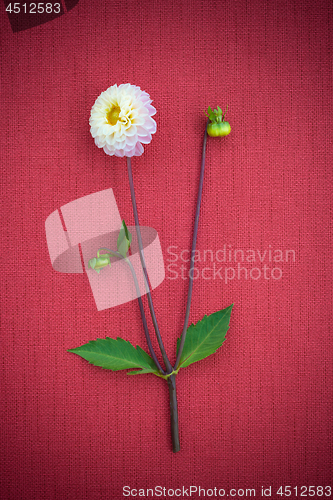 Image of White dahlia on red canvas background