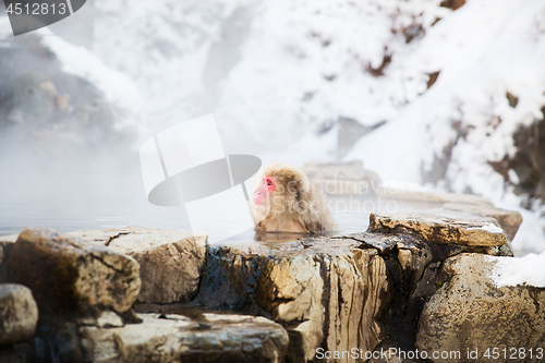 Image of japanese macaque or snow monkey in hot spring