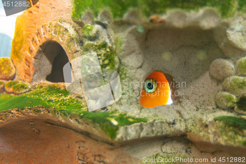 Image of Aquarium fish red parrot hid in a cave