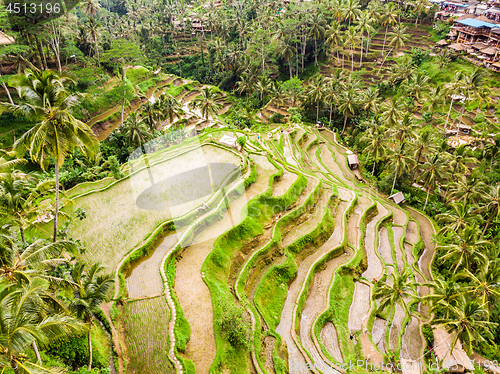 Image of Drone view of Tegalalang rice terrace in Bali, Indonesia, with palm trees and paths for touristr to walk around plantations