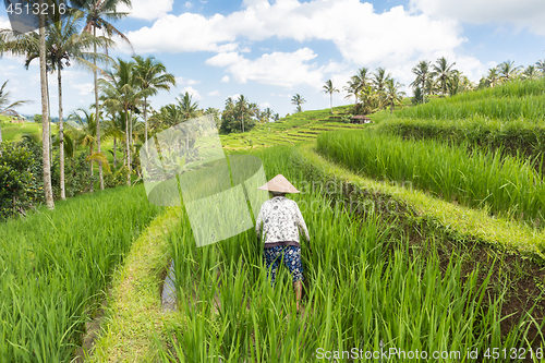 Image of Female farmer working in Jatiluwih rice terrace plantations on Bali, Indonesia, south east Asia.