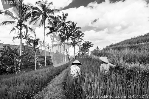 Image of Female farmers working in Jatiluwih rice terrace plantations on Bali, Indonesia, south east Asia. Black and white image.