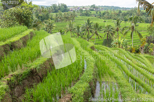 Image of Jatiluwih rice terraces and plantation in Bali, Indonesia, with palm trees and paths.