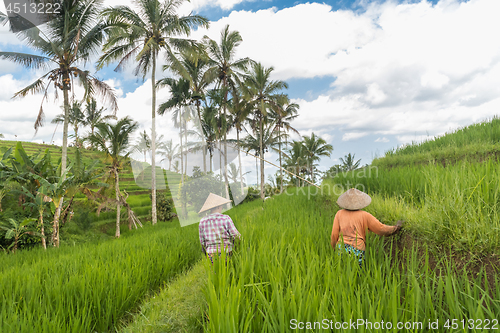 Image of Female farmers working in Jatiluwih rice terrace plantations on Bali, Indonesia, south east Asia.