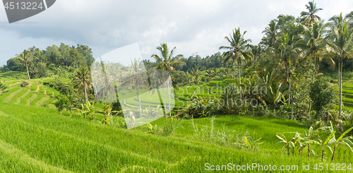 Image of Jatiluwih rice terraces and plantation in Bali, Indonesia, with palm trees and paths.