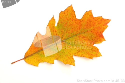 Image of Leaf