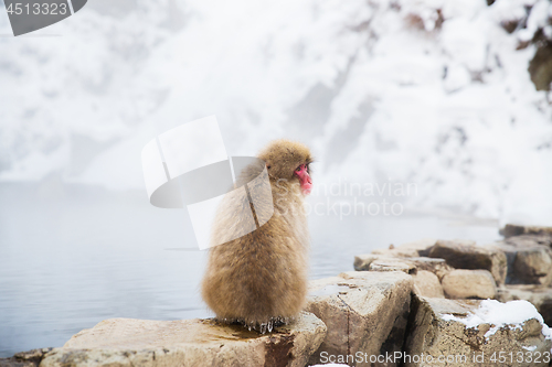 Image of japanese macaque or snow monkey in hot spring