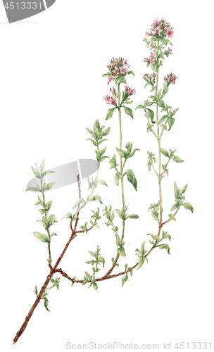 Image of Thyme (Thymus vulgaris) botanical drawing over white background