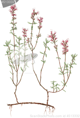 Image of Wild thyme (Thymus serpyllum) botanical drawing over white backg