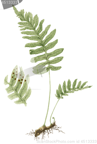 Image of Common polypody (Polypodium vulgare) botanical drawing over whit