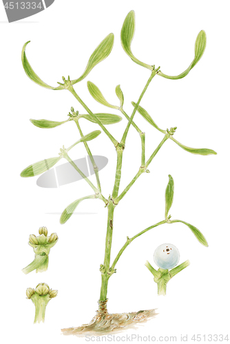 Image of Mistletoe (Viscum album) botanical drawing over white background