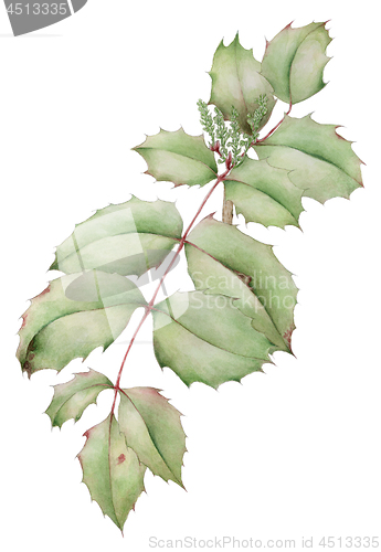 Image of Oregon-grape (Mahonia aquifolium) leaves with young inflorescenc