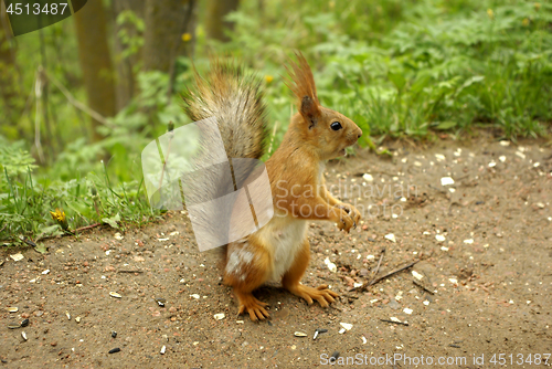 Image of Cute squirrel sitting on the ground