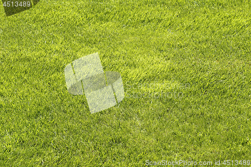 Image of Natural green shorn lawn background