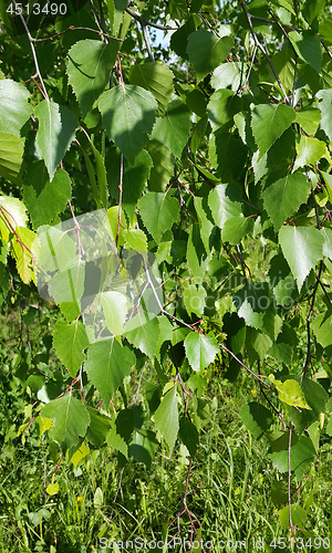 Image of Beautiful branch of a spring birch tree