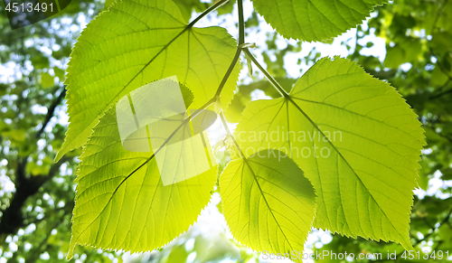 Image of Spring fresh foliage of linden tree 